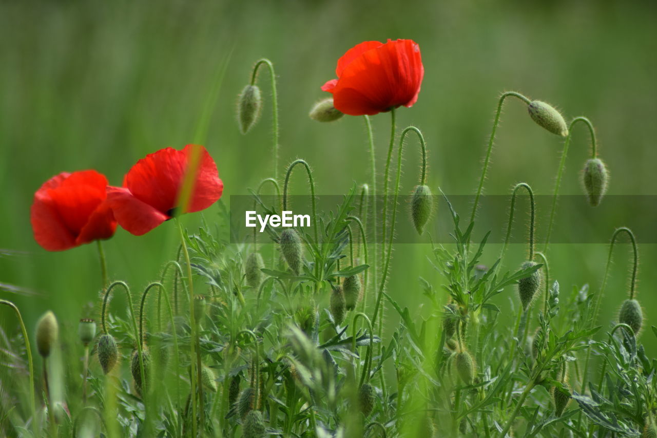 CLOSE-UP OF RED POPPY FLOWERS BLOOMING ON FIELD