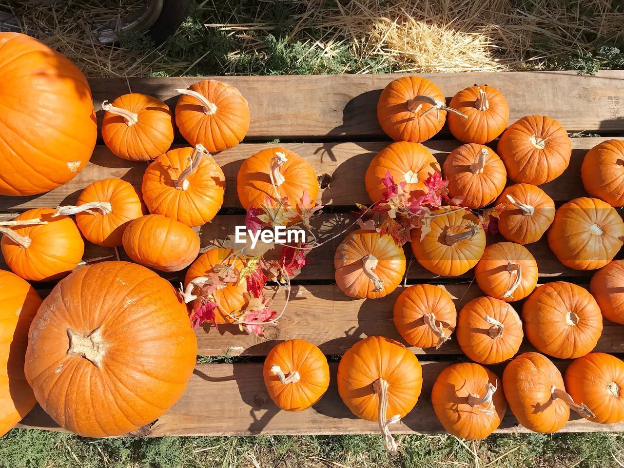 HIGH ANGLE VIEW OF PUMPKINS IN FIELD