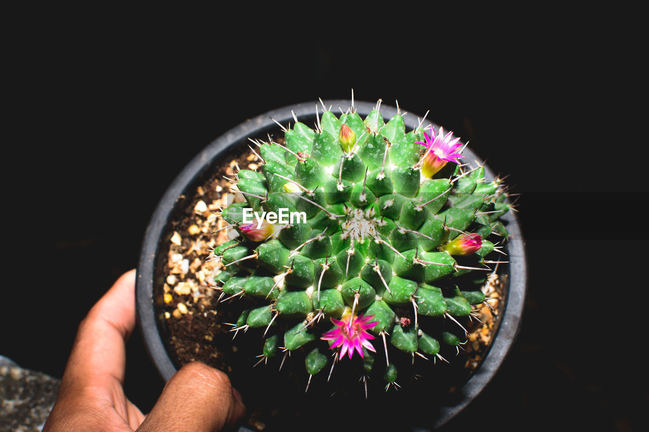 hand, one person, plant, holding, flower, cactus, black background, nature, growth, succulent plant, personal perspective, finger, close-up, houseplant, potted plant, thorn, studio shot, macro photography, green, indoors, circle