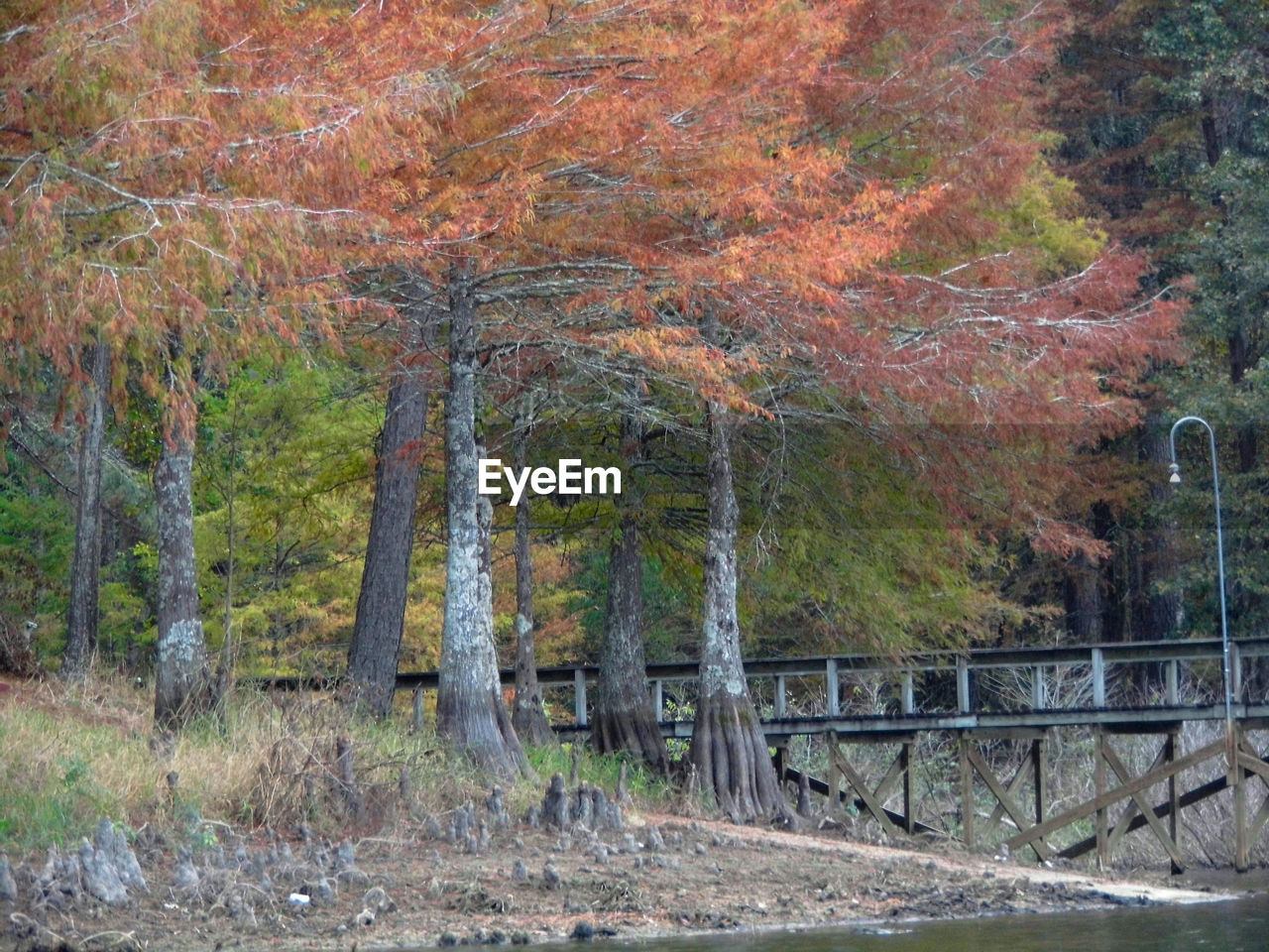 AUTUMN TREES IN PARK