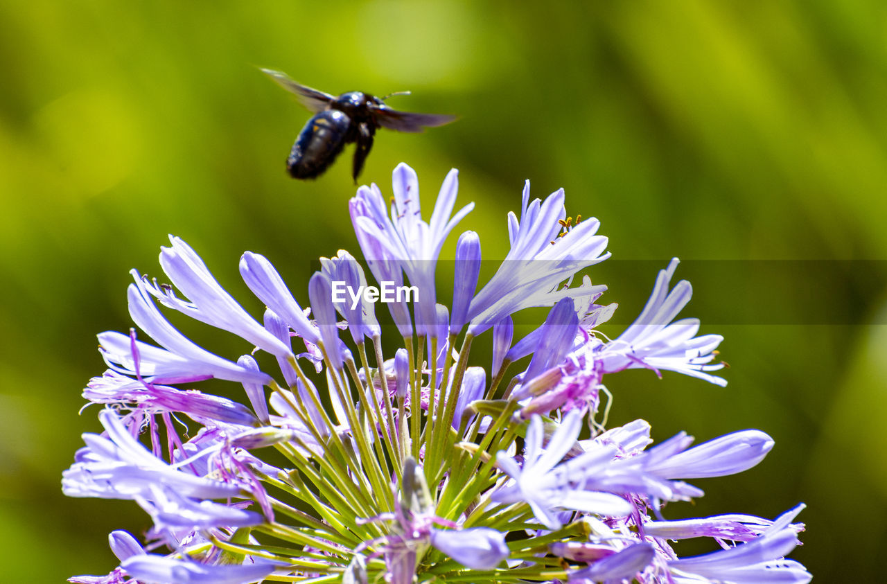 CLOSE-UP OF HONEY BEE ON PURPLE FLOWER