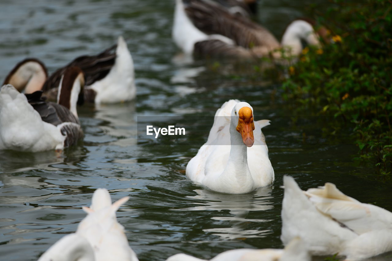 VIEW OF SWANS SWIMMING IN LAKE