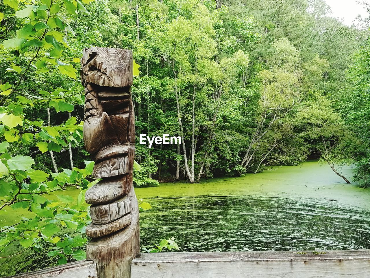 TREES IN GARDEN