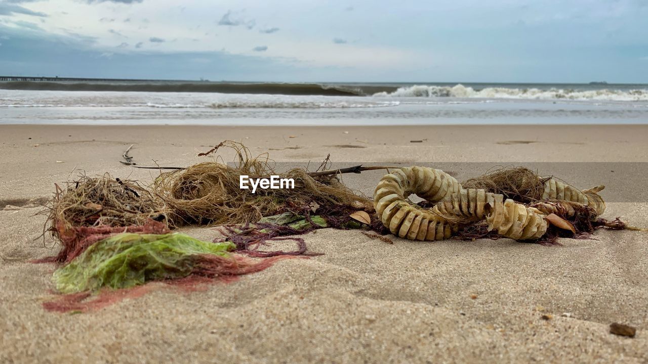 SURFACE LEVEL OF DRIFTWOOD ON BEACH