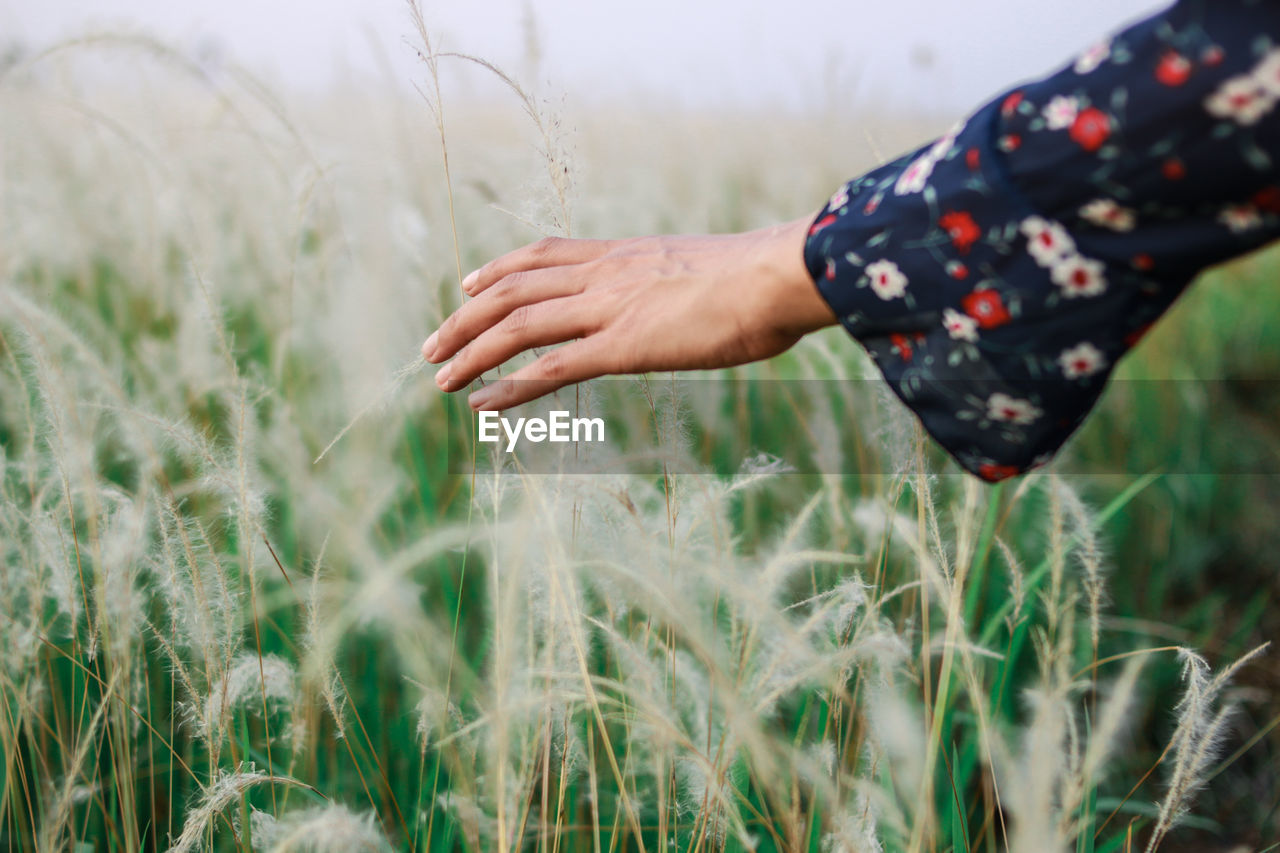 Cropped hand touching plants growing in farm