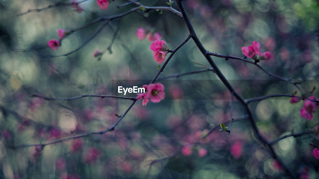 Close-up of pink flowers on tree