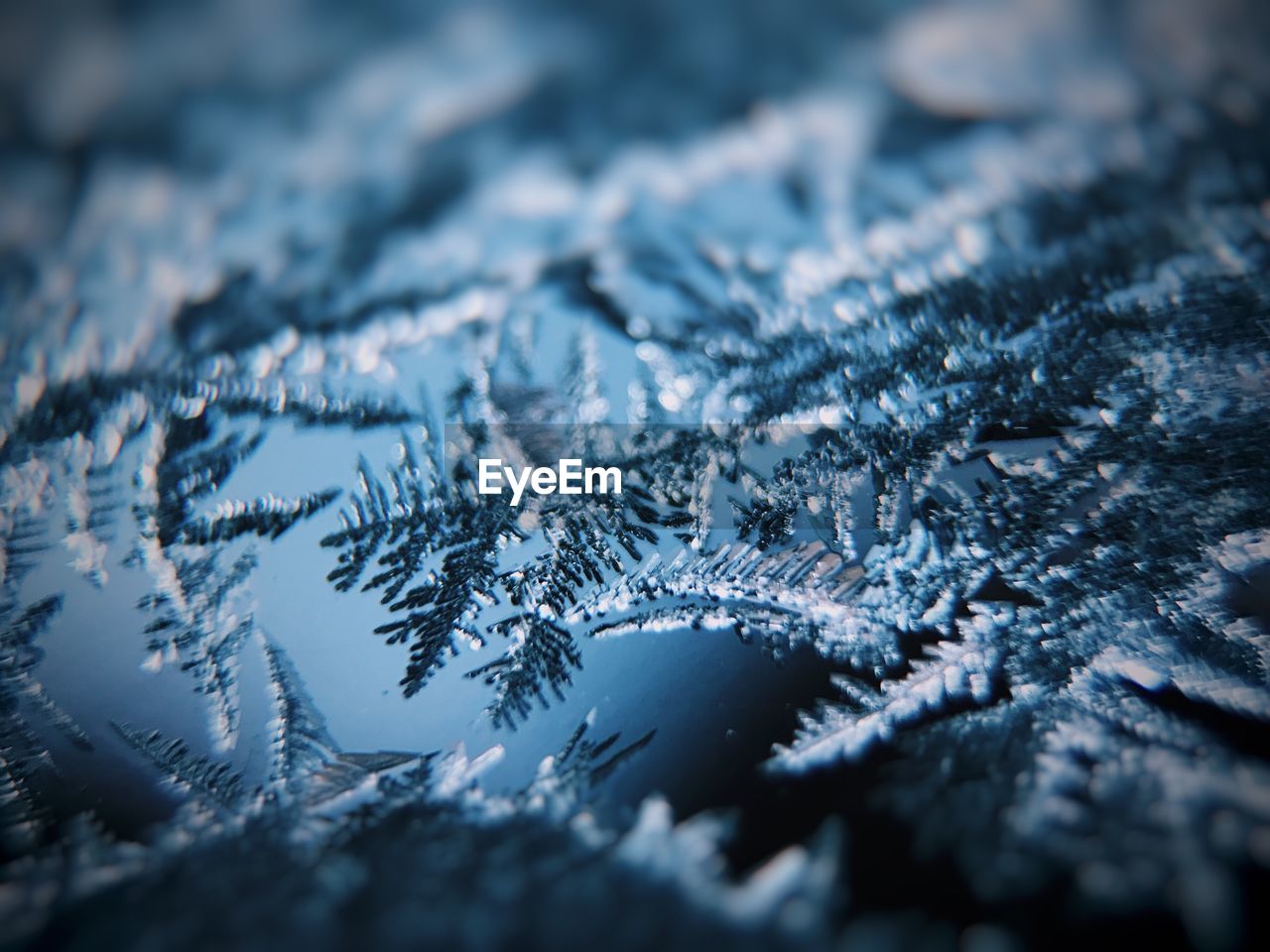 Close-up of frozen tree during winter