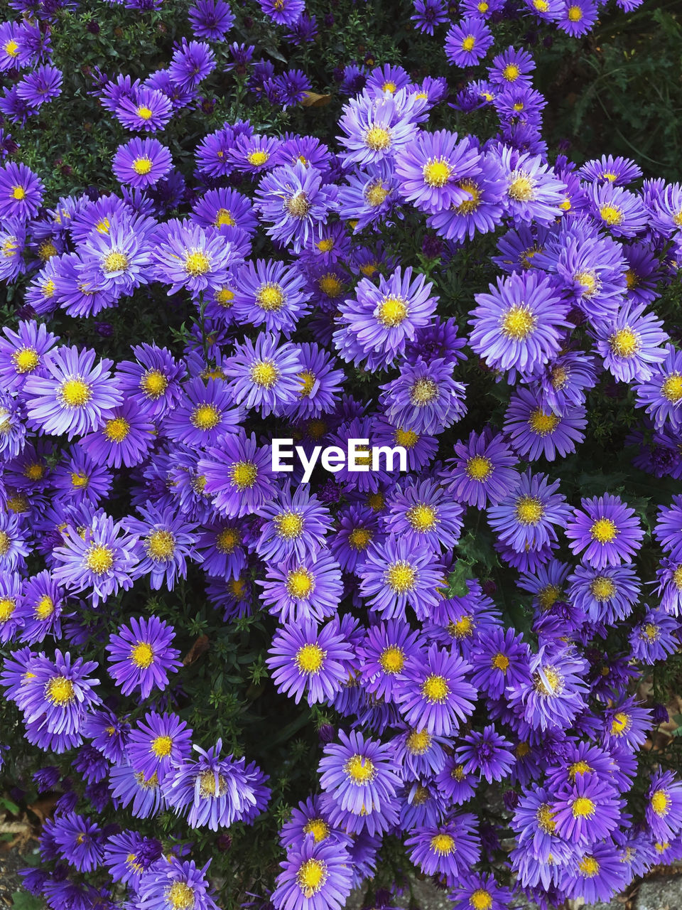 flower, flowering plant, plant, freshness, fragility, beauty in nature, growth, aster, petal, flower head, inflorescence, close-up, no people, nature, high angle view, day, field, wildflower, purple, full frame, land, botany, outdoors, backgrounds