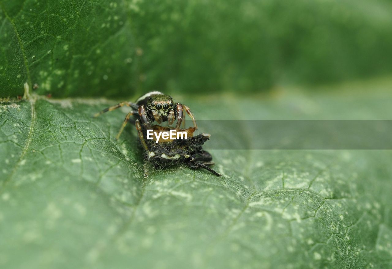 Close-up of spider with prey on leaf