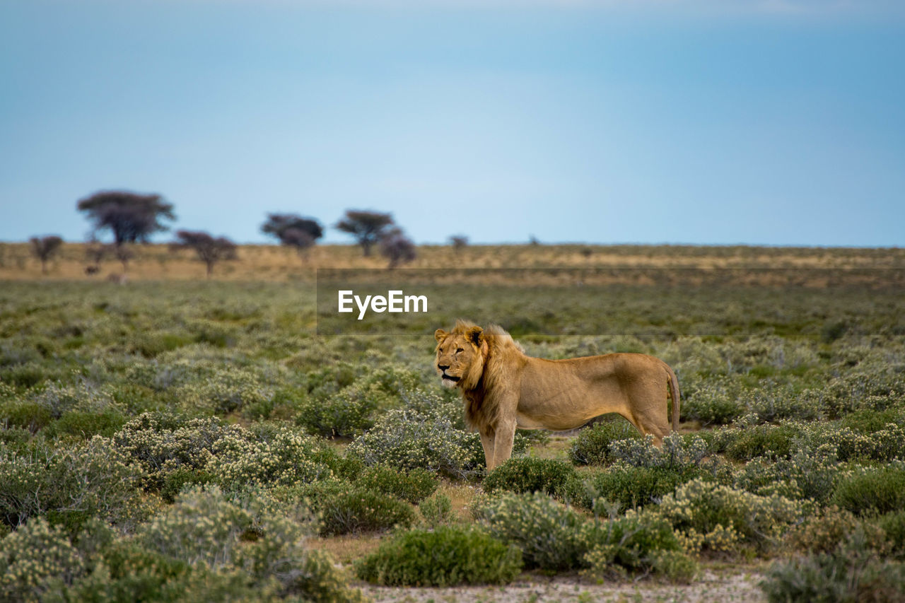 Lion on ground