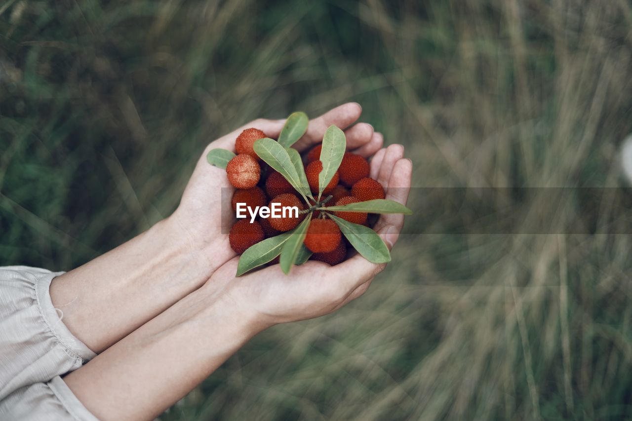 Cropped image of hand holding berries