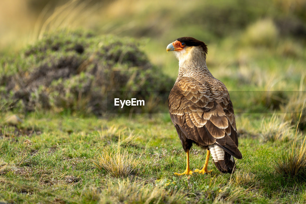 close-up of bird perching on grassy field