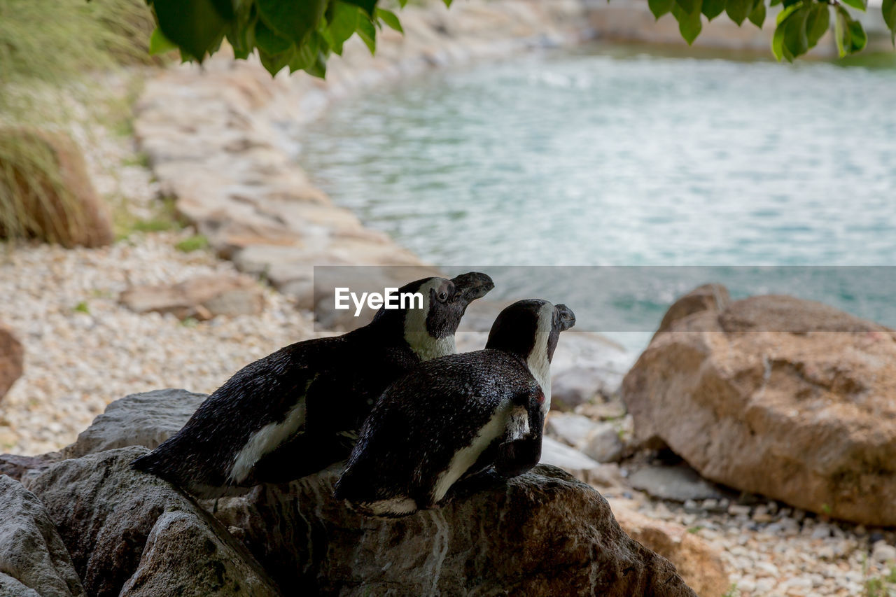 CLOSE-UP OF DUCK ON ROCK AT SHORE