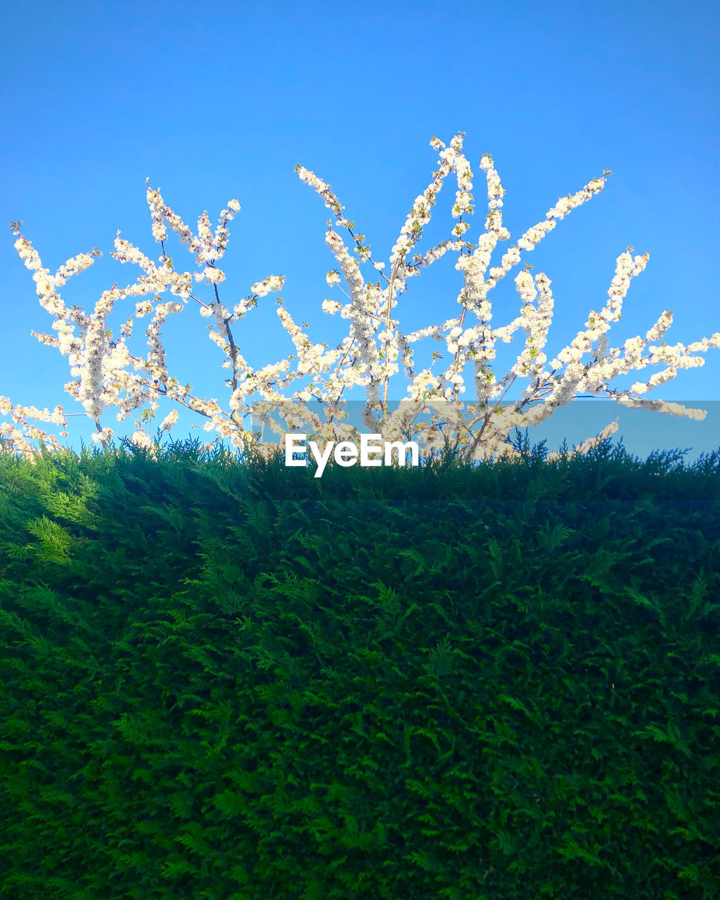 Low angle view of flowering tree against sky