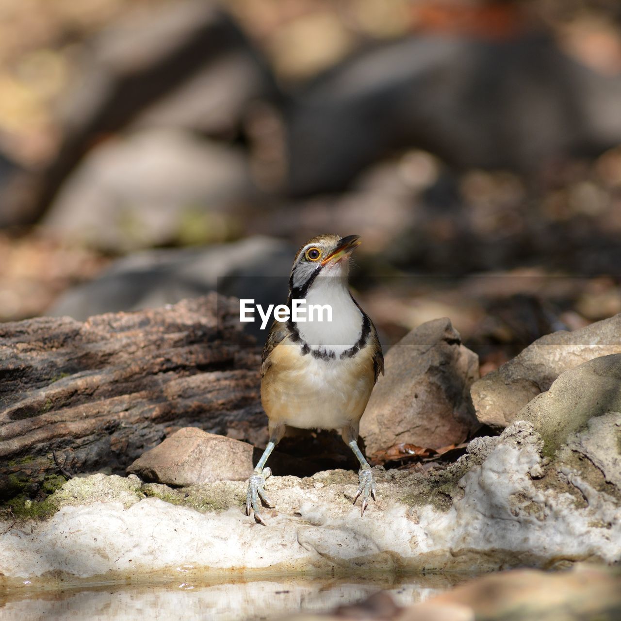 CLOSE-UP OF BIRD ON ROCK