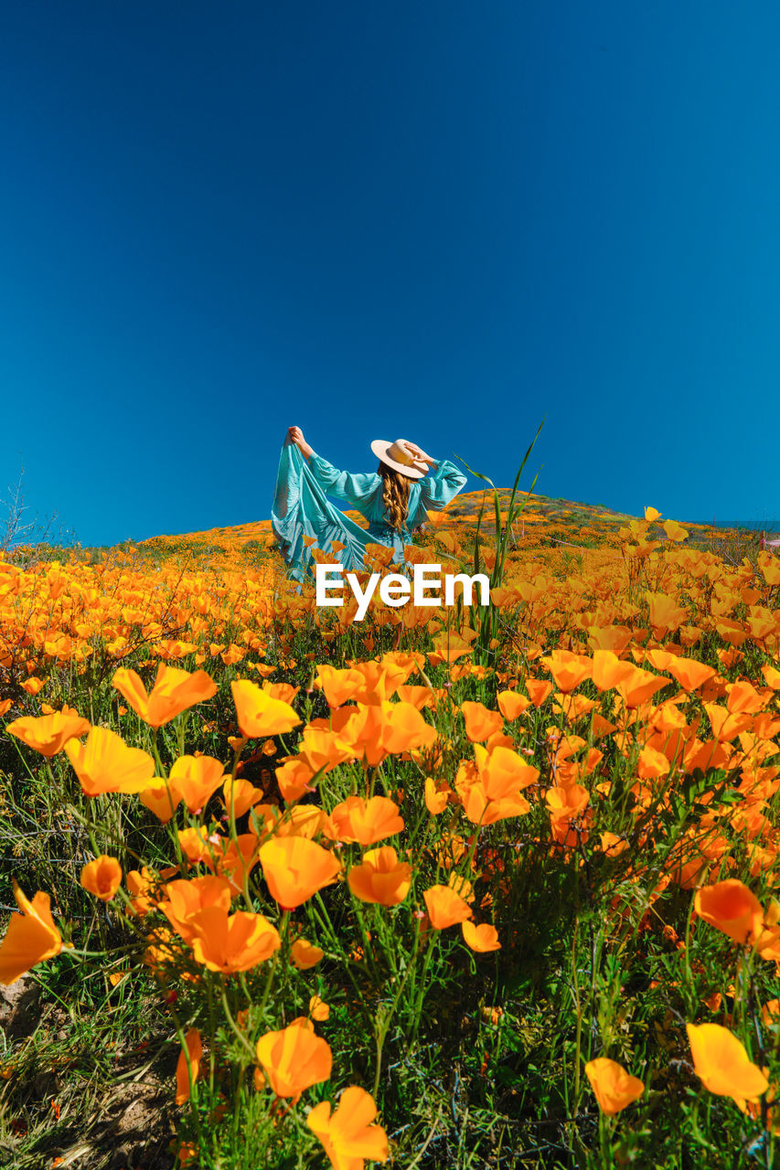 Yellow flowering plants on field against sky