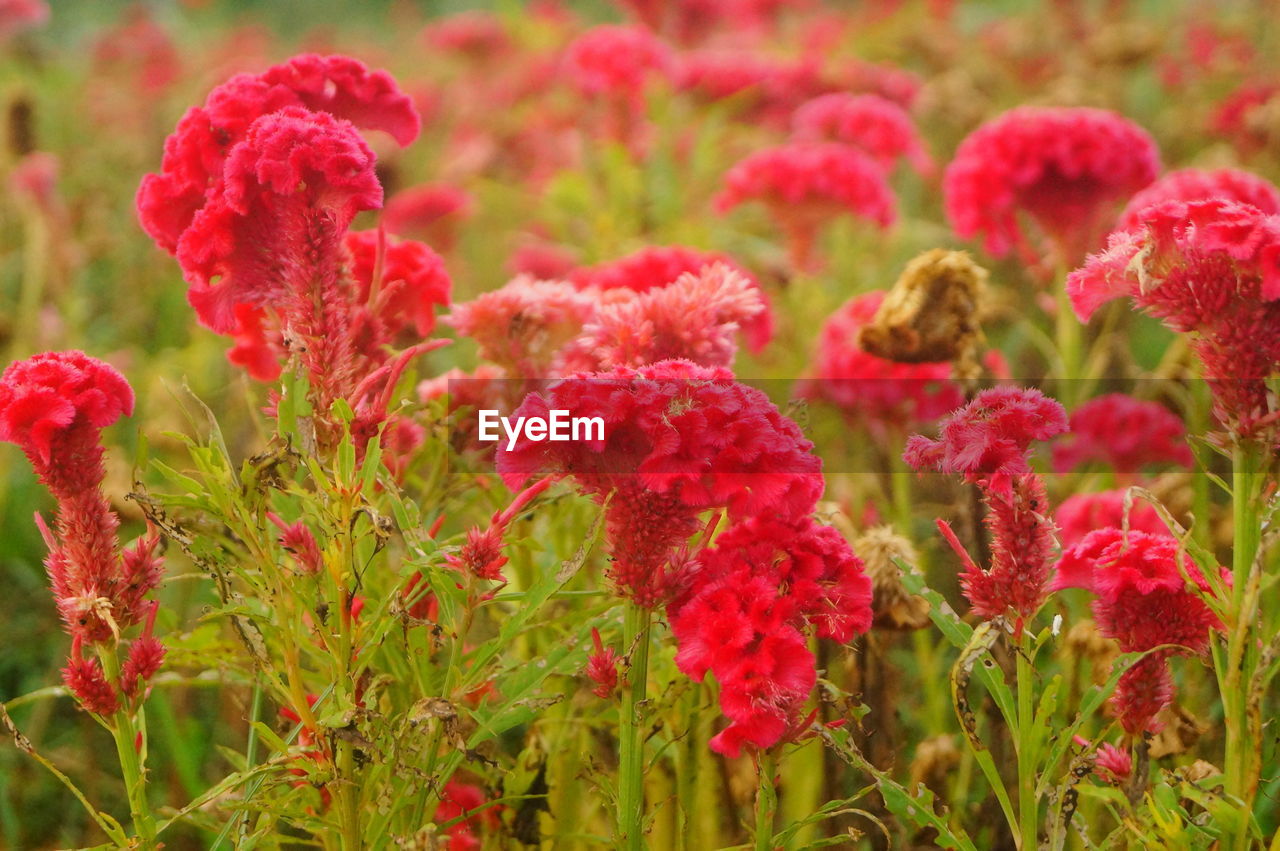 CLOSE-UP OF PINK FLOWERING PLANTS ON LAND