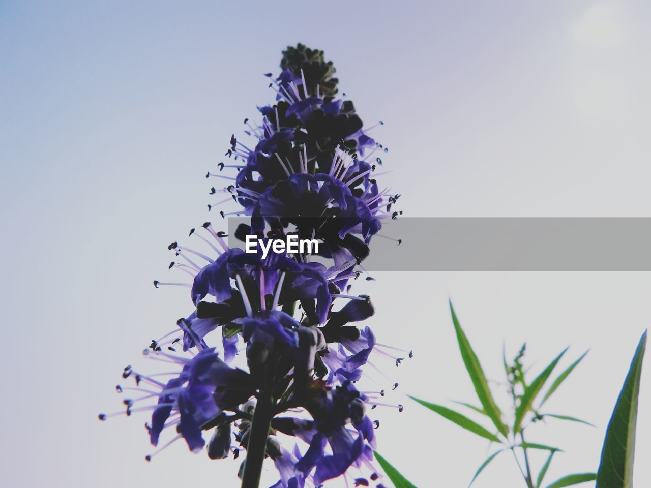 LOW ANGLE VIEW OF PURPLE FLOWERING PLANT