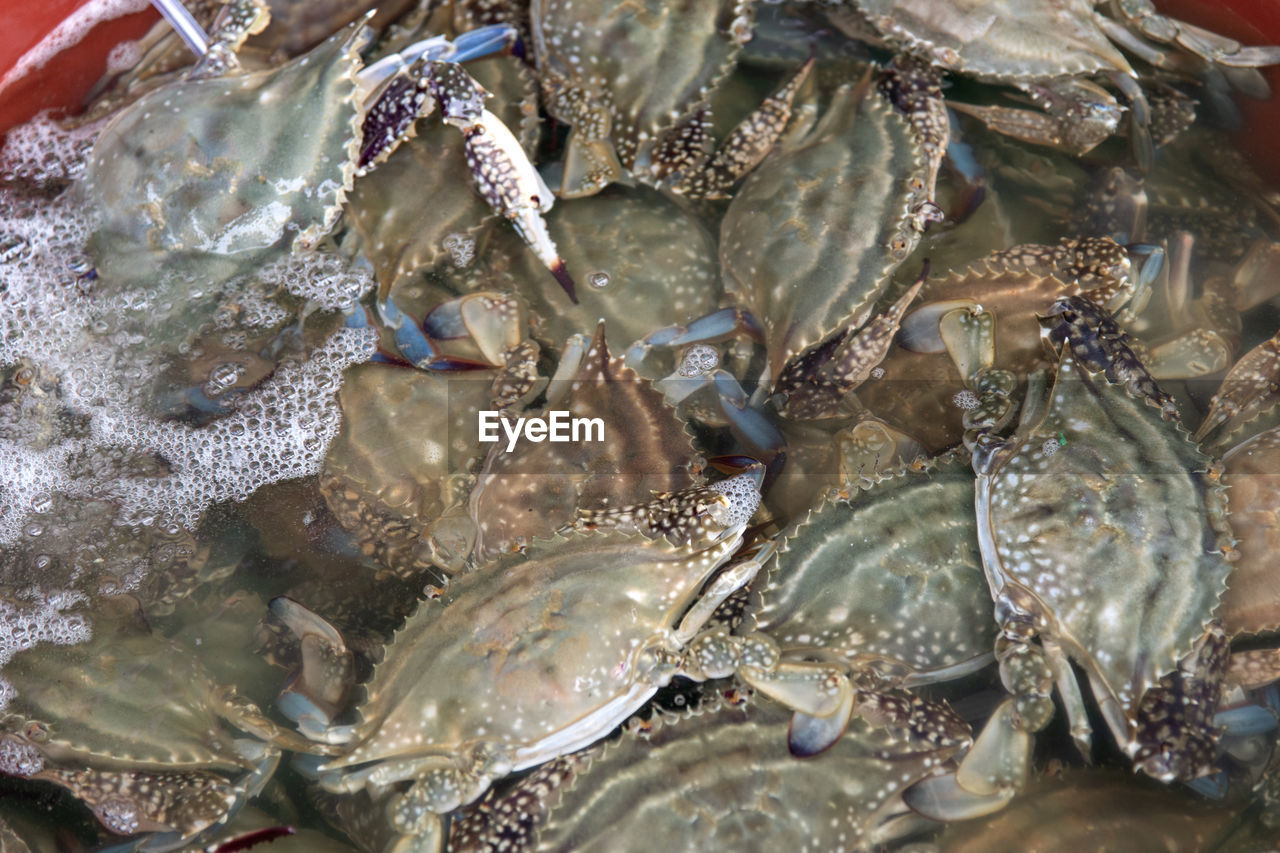 Close-up of crabs for sale in market