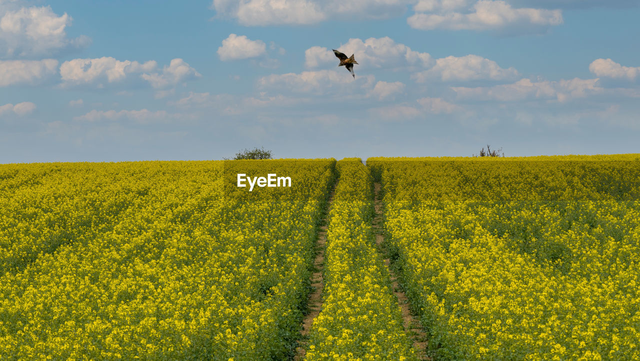 Bird of prey swooping over rapeseed field