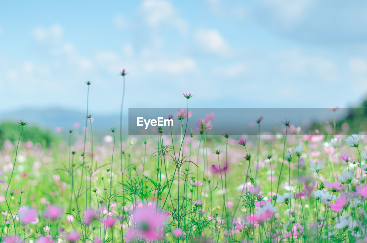Close-up of cosmos flowers blooming in field