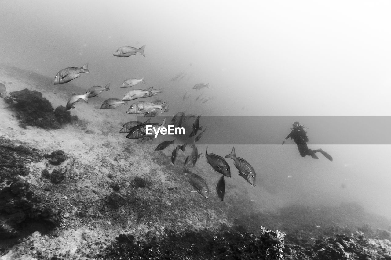 School of fish against sea bottom