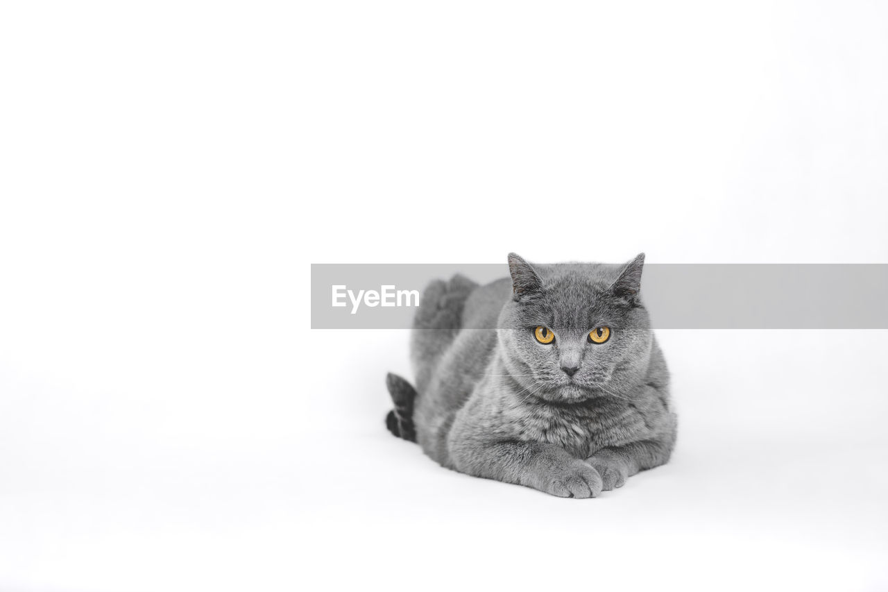 PORTRAIT OF CAT BY WHITE BACKGROUND