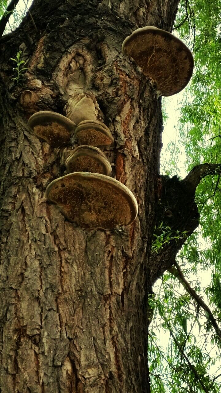 LOW ANGLE VIEW OF TREES