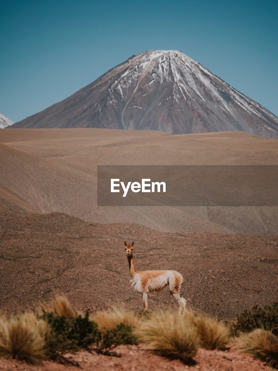 Llama standing on field against mountain during sunny day