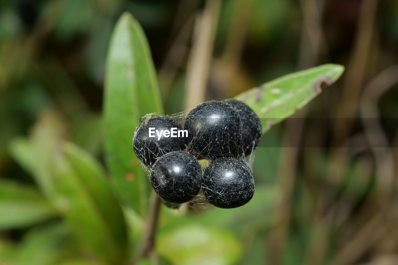 Close-up of plant