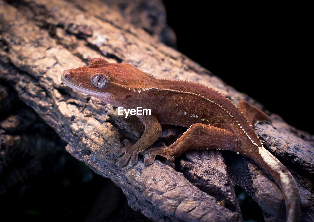close-up of lizard