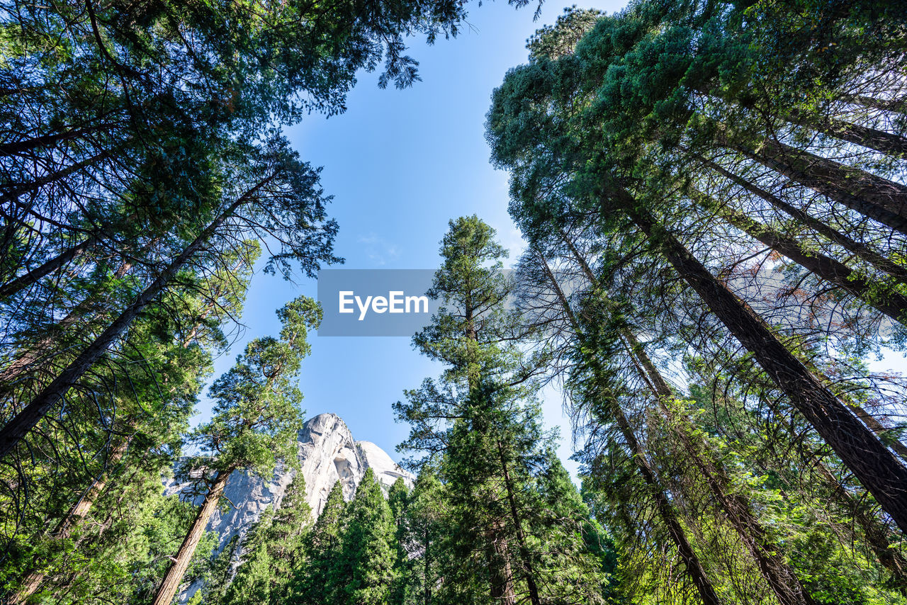 low angle view of trees in forest