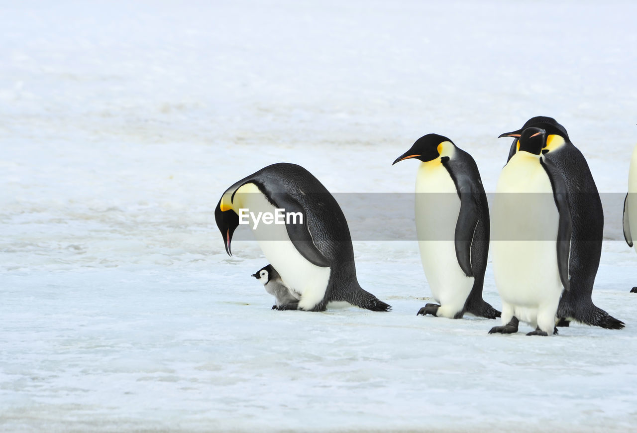 VIEW OF TWO BIRDS IN SEA