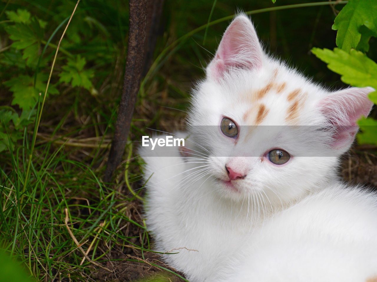 Portrait of white kitten in back yard