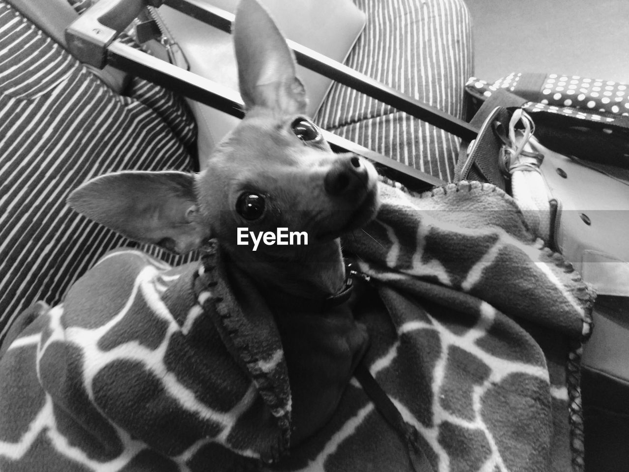 HIGH ANGLE VIEW OF DOG RELAXING ON COUCH