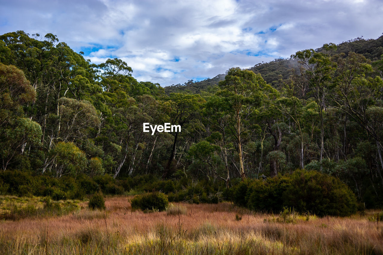 Scenic view of forest against sky