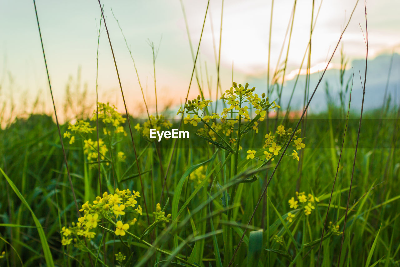 Close-up of fresh yellow flowers on field against sky