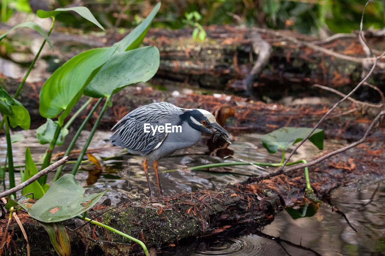 Black-crowned night heron shorebird nycticorax nycticorax with a crawfish 