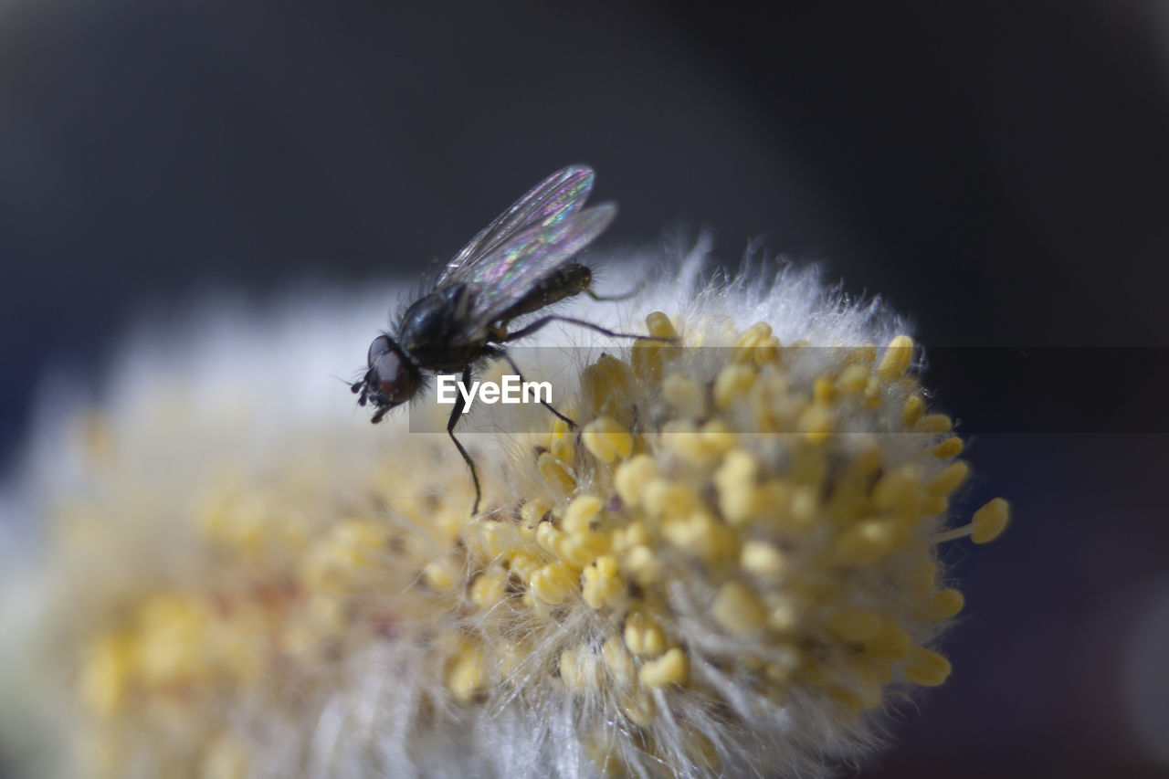 CLOSE-UP OF HOUSEFLY ON FLOWER