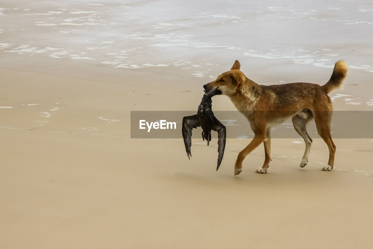 DOG RUNNING IN THE BEACH