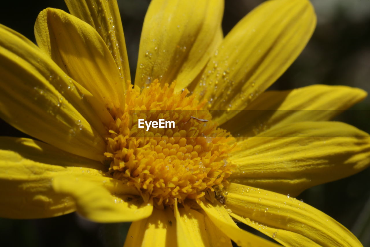 Close-up of yellow flower