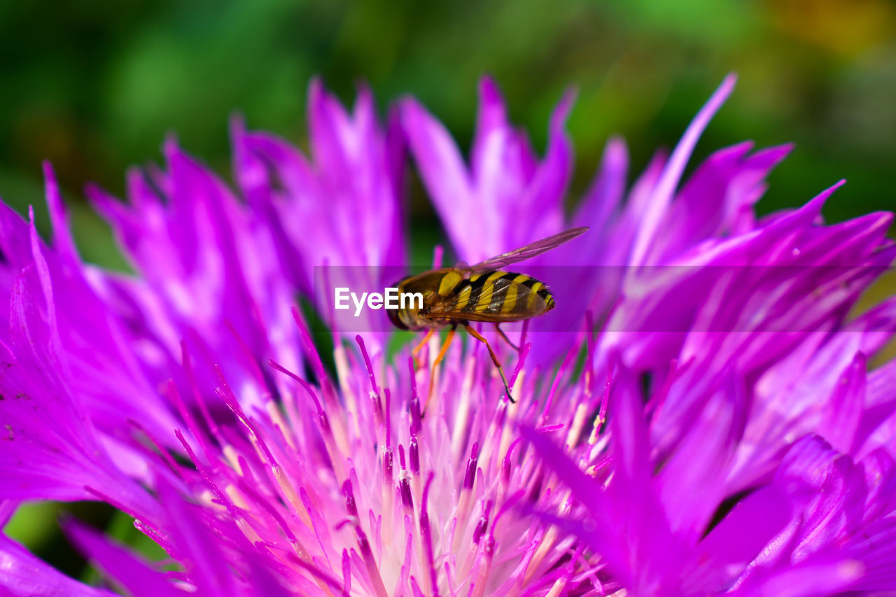 Close-up of insect on pink flower