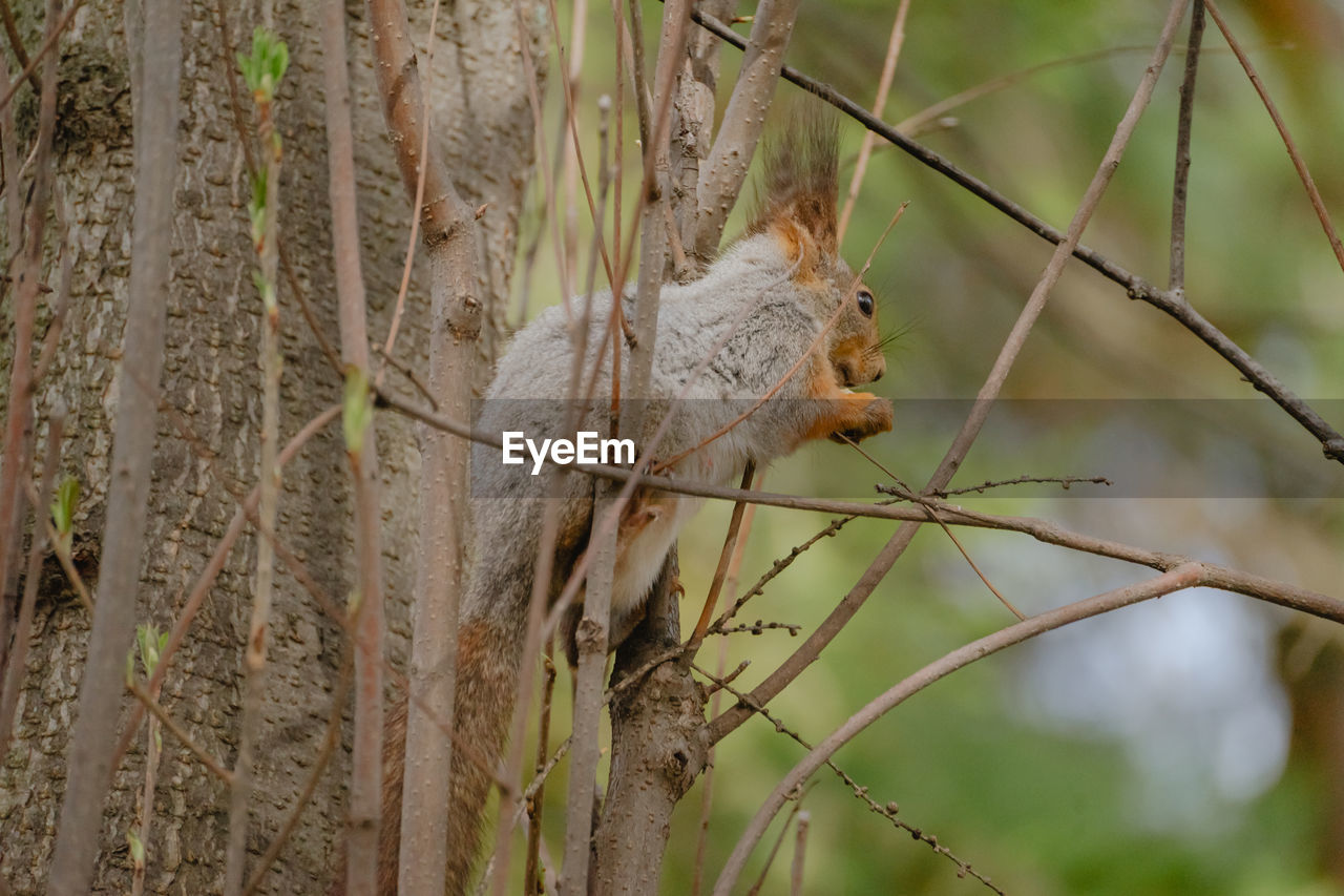 animal, animal themes, animal wildlife, one animal, wildlife, mammal, tree, branch, plant, nature, no people, squirrel, outdoors, rodent, day, focus on foreground, forest