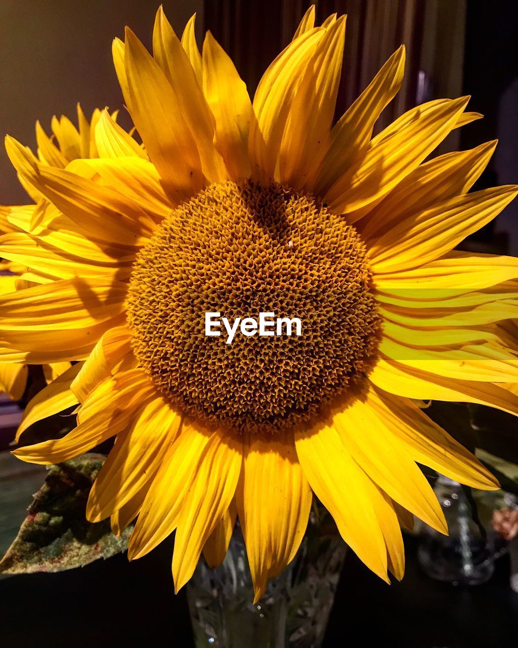 Close-up of sunflower blooming outdoors