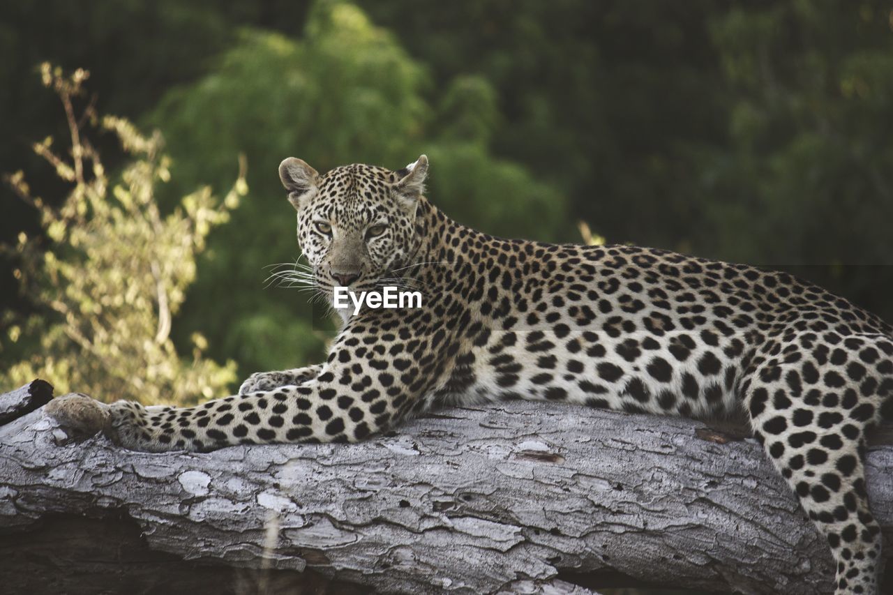 Portrait of leopard relaxing on fallen tree