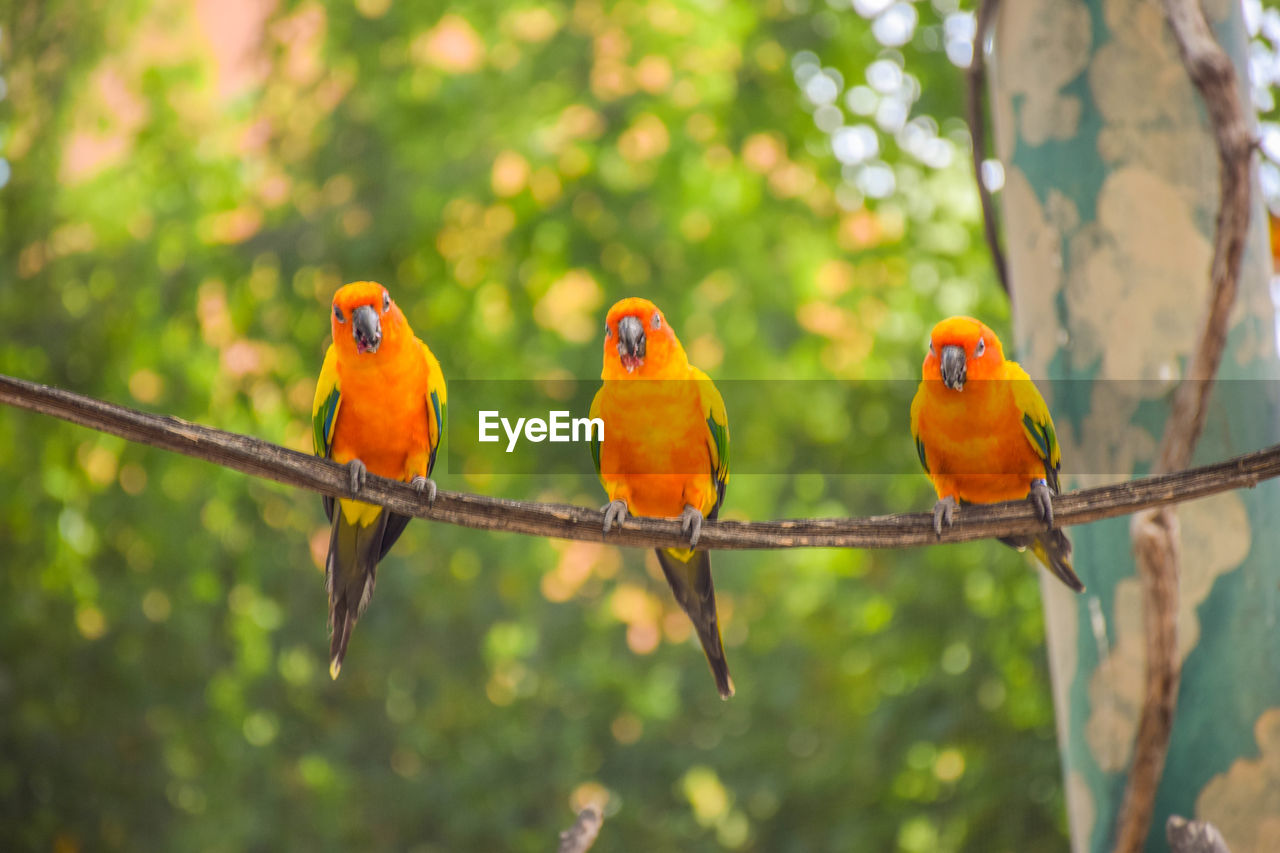 Close-up of parrots perching on tree