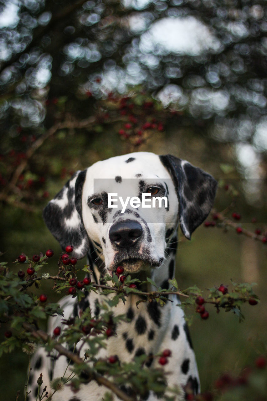 Portrait of dog - dalmatian