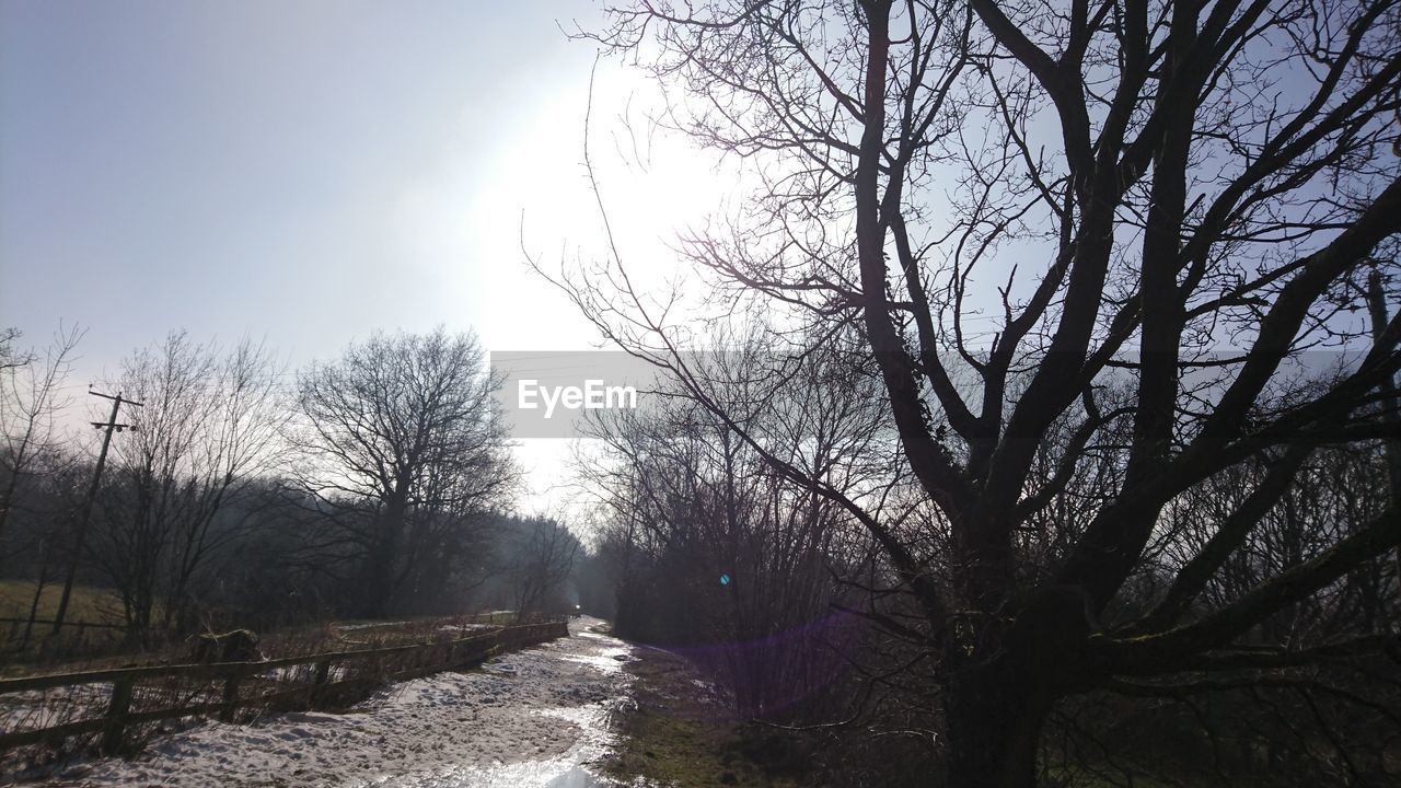 SCENIC VIEW OF BARE TREES AGAINST SKY