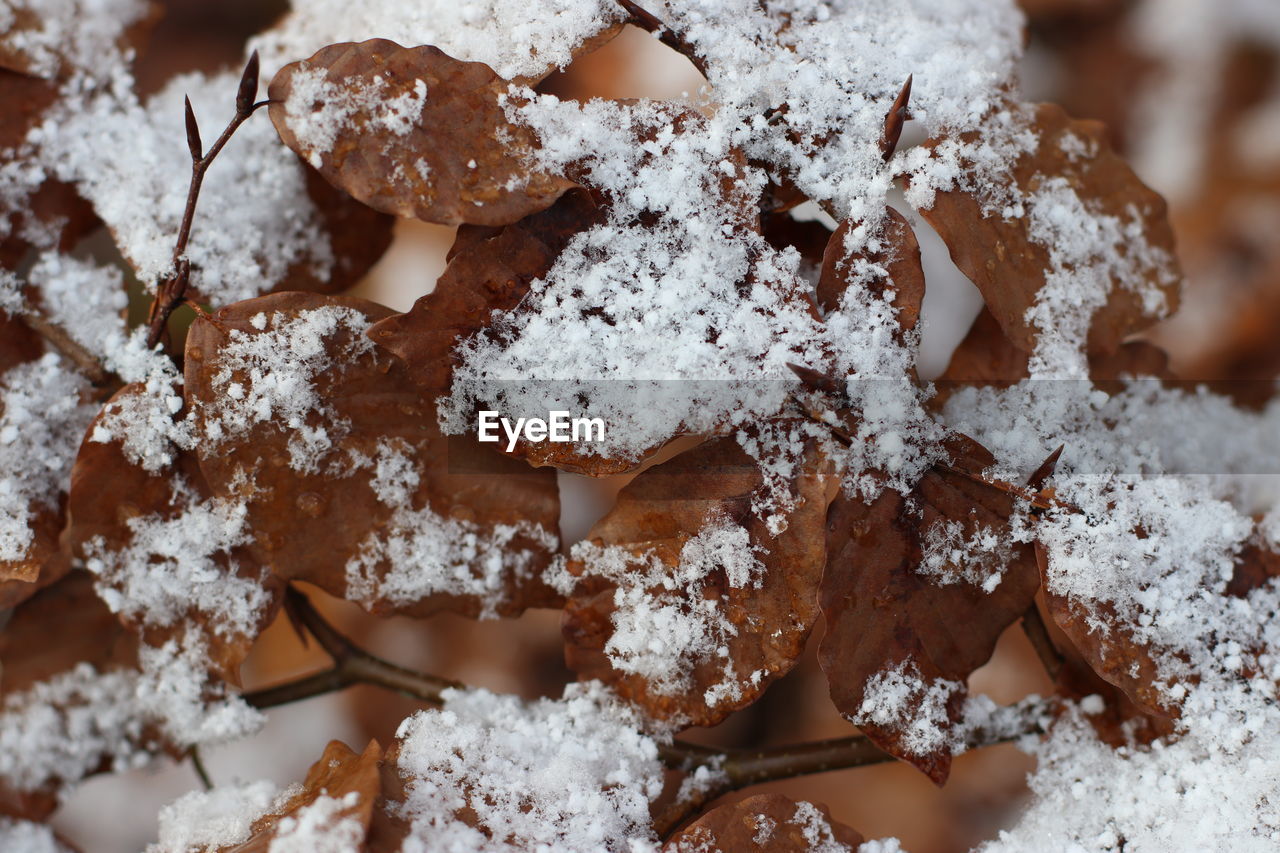 Close-up of autumn leaves in winter