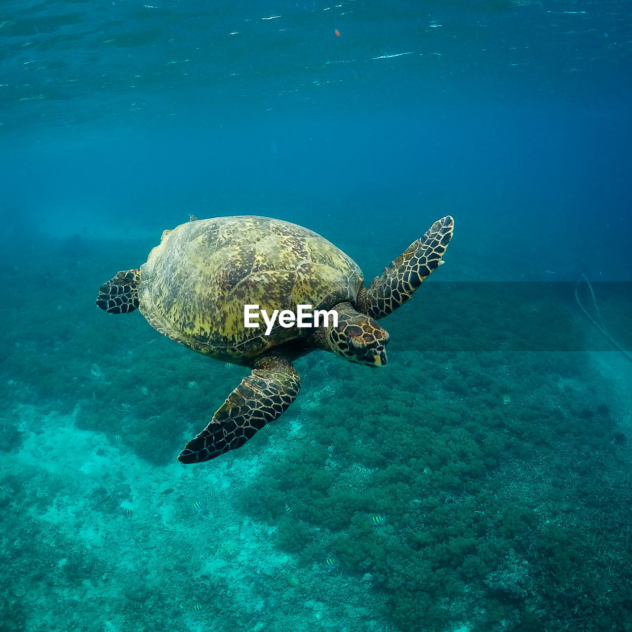 TURTLE SWIMMING IN SEA